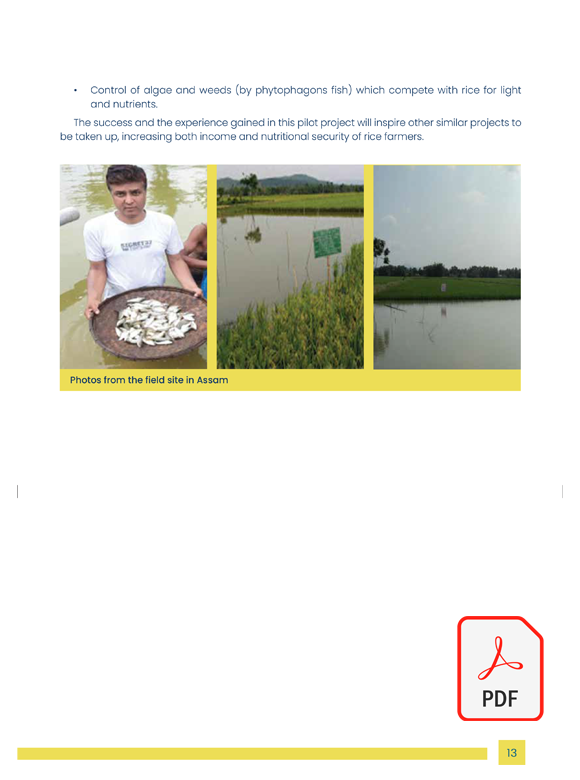 AGRICULTURE_ASSAM_DEPT-OF-FISHERIES_RICE-FISH-FARMING